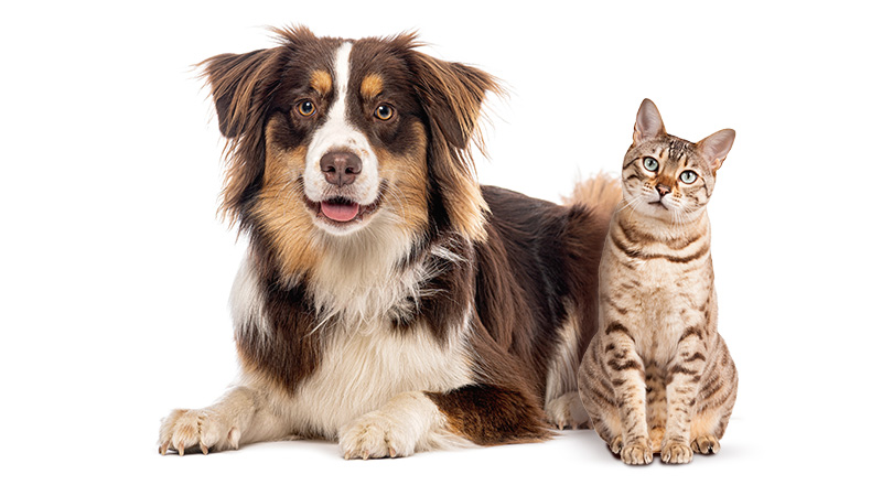 Zylkene-homepage-right-image Cat and dog