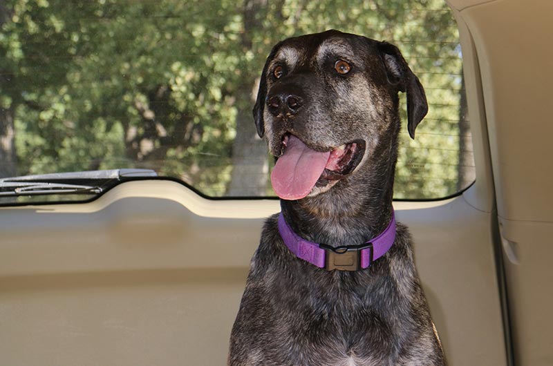 Dog panting in car